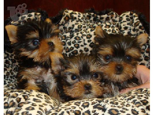 PoulaTo: BEAUTIFUL PURE BREED YORKIE MINI 80EURO